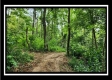 More of Tract 1 - Muskingum Woods