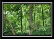 Tract 1 - Muskingum Woods property photo