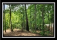 More of Tract 1 - Muskingum Woods