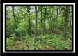 Tract 3 - Muskingum Woods property photo