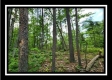 Tract 3 - Muskingum Woods property photo