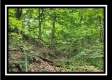 More of Tract 3 - Muskingum Woods