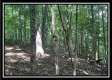 Tract 5 - The Woods at Potts Hill property photo