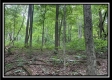 Tract 5 - The Woods at Potts Hill property photo