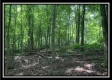 Tract 5 - The Woods at Potts Hill property photo