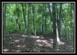Tract 5 - The Woods at Potts Hill property photo