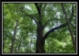 More of Tract 5 - The Woods at Potts Hill