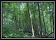 Tract 5 - The Woods at Potts Hill property photo