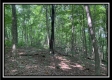 Tract 5 - The Woods at Potts Hill property photo