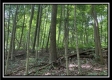 More of Tract 5 - The Woods at Potts Hill