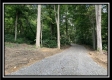 More of Tract 5 - The Woods at Potts Hill