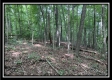 Tract 5 - The Woods at Potts Hill property photo
