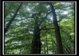 Tract 5 - The Woods at Potts Hill property photo
