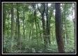 Tract 6 - The Woods at Potts Hill property photo