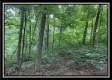 More of Tract 6 - The Woods at Potts Hill