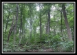 More of Tract 6 - The Woods at Potts Hill