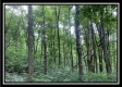 Tract 6 - The Woods at Potts Hill property photo