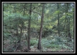 Blue Bird Cabin at Perry Ridge property photo