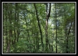 Blue Bird Cabin at Perry Ridge property photo