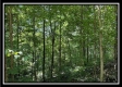 Lot 8 at Perry Ridge property photo