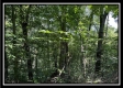 Black Diamond Cabin at Perry Ridge property photo