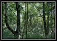 Black Diamond Cabin at Perry Ridge property photo