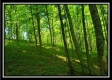 Tract 4 – Bobcat Cabin at The Woods at Winner Lane property photo