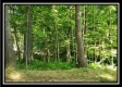 Tract 4 – Bobcat Cabin at The Woods at Winner Lane property photo