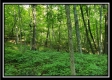Tract 4 – Bobcat Cabin at The Woods at Winner Lane property photo