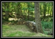 Tract 4 – Bobcat Cabin at The Woods at Winner Lane property photo