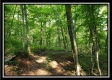 Tract 4 – Bobcat Cabin at The Woods at Winner Lane property photo