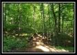 Tract 4 – Bobcat Cabin at The Woods at Winner Lane property photo