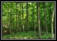 Tract 4 – Bobcat Cabin at The Woods at Winner Lane property photo