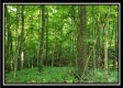 Tract 4 – Bobcat Cabin at The Woods at Winner Lane property photo