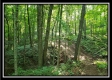 Tract 4 – Bobcat Cabin at The Woods at Winner Lane property photo