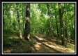 Tract 4 – Bobcat Cabin at The Woods at Winner Lane property photo