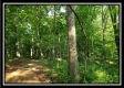Tract 4 – Bobcat Cabin at The Woods at Winner Lane property photo
