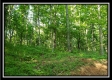 Tract 4 – Bobcat Cabin at The Woods at Winner Lane property photo