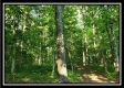 Tract 4 – Bobcat Cabin at The Woods at Winner Lane property photo