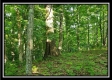 Tract 4 – Bobcat Cabin at The Woods at Winner Lane property photo