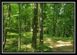 Tract 4 – Bobcat Cabin at The Woods at Winner Lane property photo