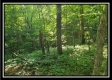 Tract 4 – Bobcat Cabin at The Woods at Winner Lane property photo