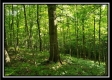Tract 4 – Bobcat Cabin at The Woods at Winner Lane property photo