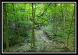 Tract 4 – Bobcat Cabin at The Woods at Winner Lane property photo