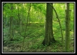 Tract 4 – Bobcat Cabin at The Woods at Winner Lane property photo