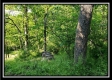 Tract 4 – Bobcat Cabin at The Woods at Winner Lane property photo