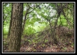 Tract 9 at Walnut Meadows property photo