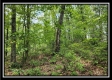 Hawk’s Nest Cabin property photo