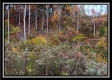 Tract 1 - Huston Hills property photo