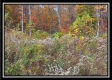 Tract 1 - Huston Hills property photo